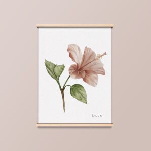 Illustració Hibiscus