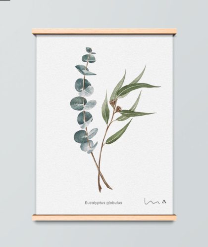 Eucalyptus_ilustracio